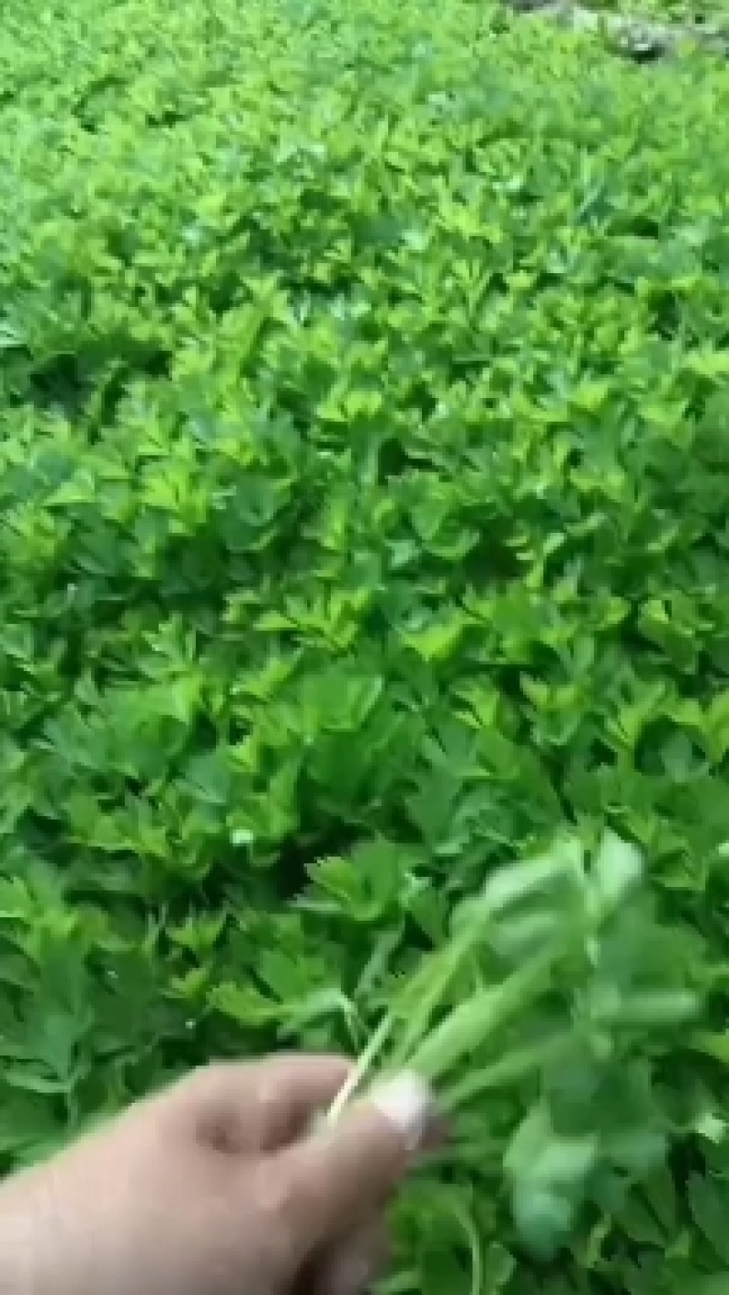 芹菜苗法国皇后美国西芹香芹基地直发保障质量