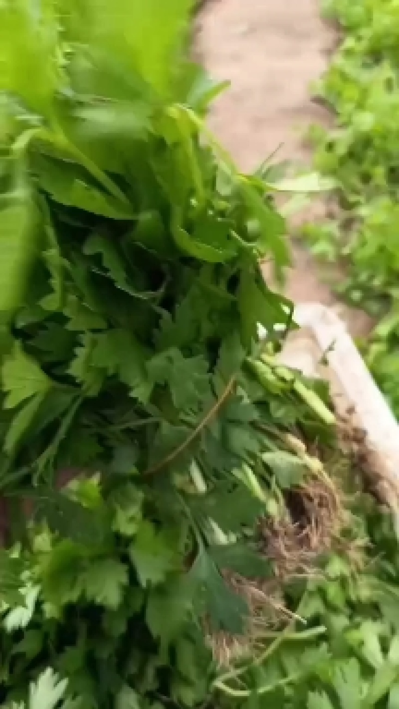 芹菜苗法国皇后美国西芹香芹基地直发保障质量