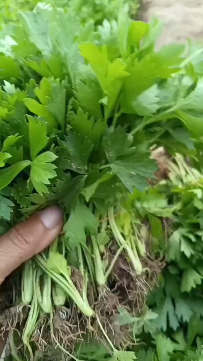 芹菜苗法国皇后美国西芹香芹基地直发保障质量