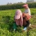 芹菜苗法国皇后美国西芹香芹基地直发保障质量