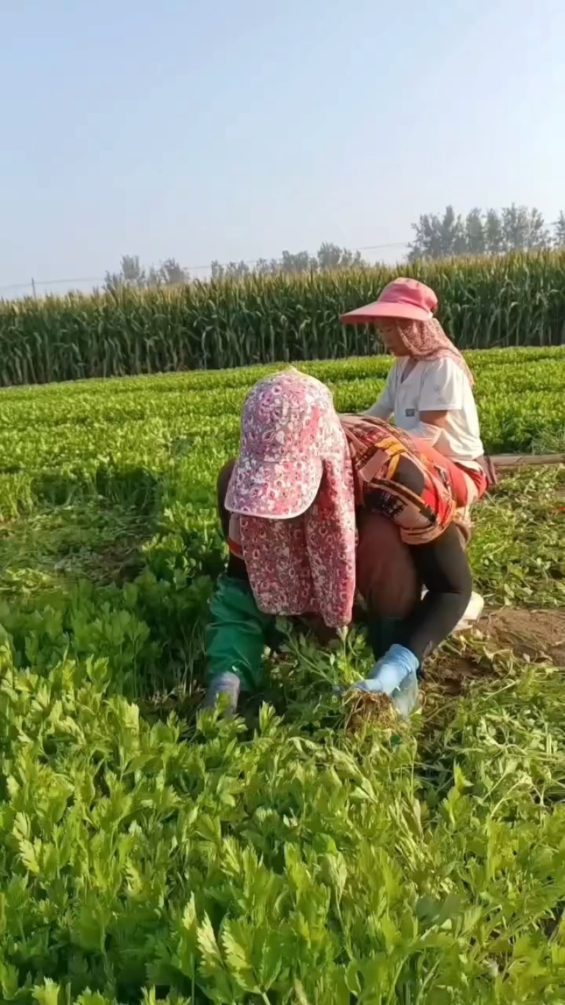 芹菜苗法国皇后美国西芹香芹基地直发保障质量