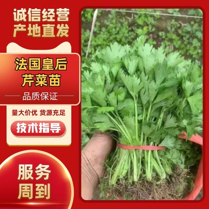 芹菜苗法国皇后美国西芹香芹基地直发保障质量