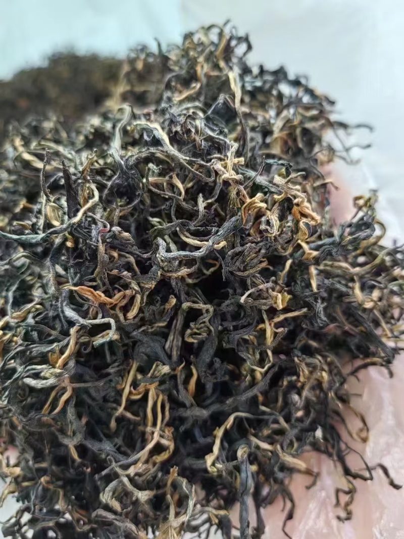 英红九号～金毛毫