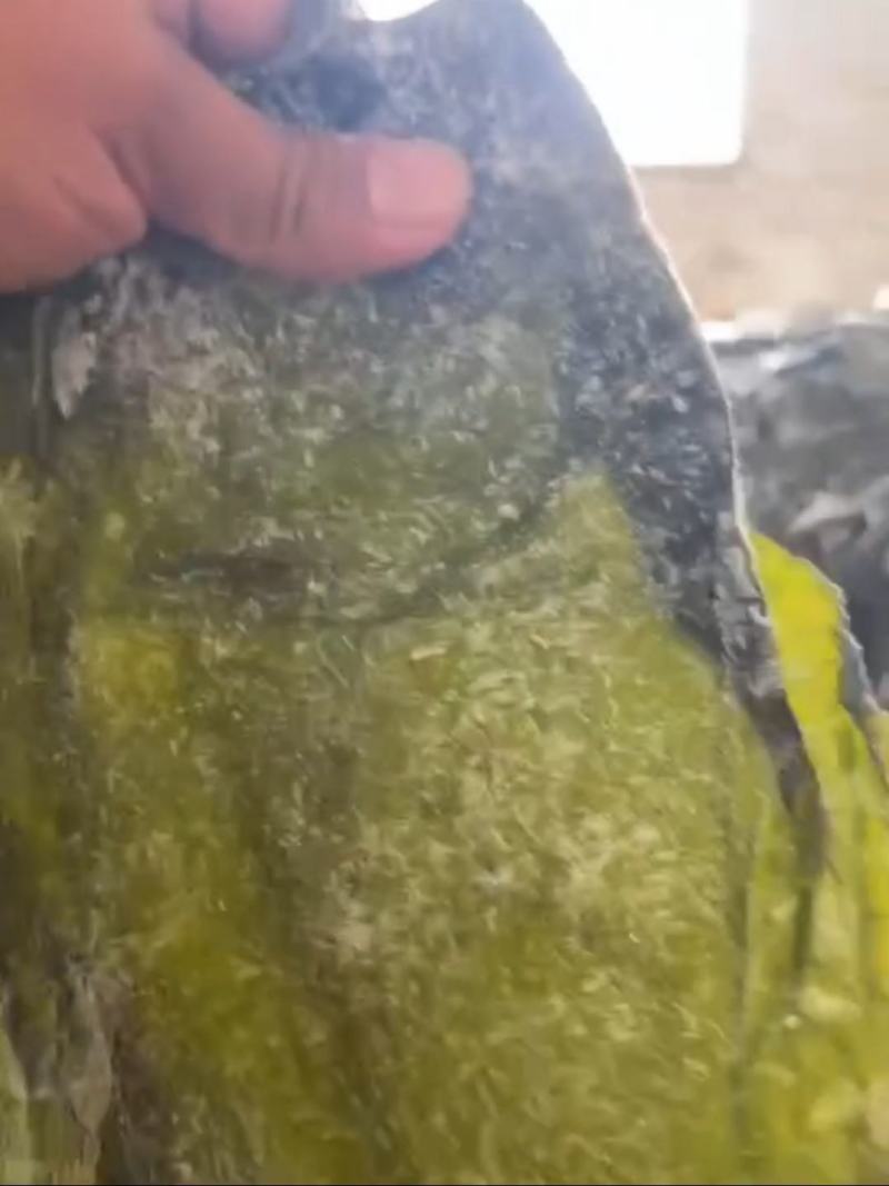 半干海带头盐渍海带头水洗烘干海带头干海带海带头小海带头
