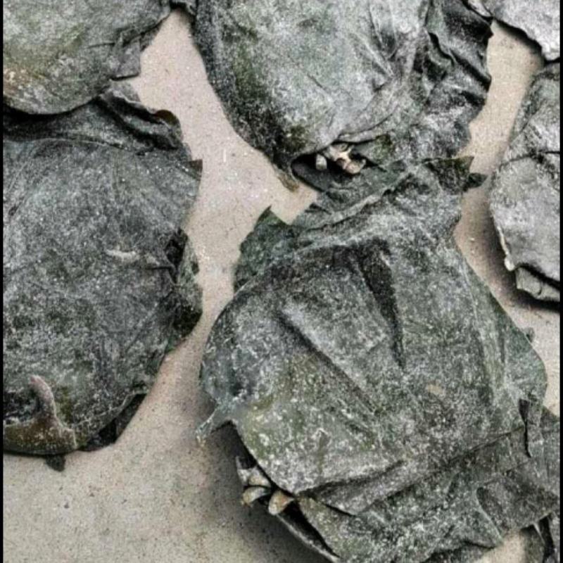 半干海带头盐渍海带头水洗烘干海带头干海带海带头小海带头