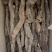 锁阳正品野生锁阳沙漠野生大锁阳道地药材保质保真量大从优