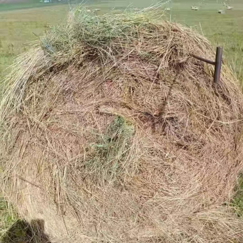 山草170元一捆每捆550斤5000捆需要联系