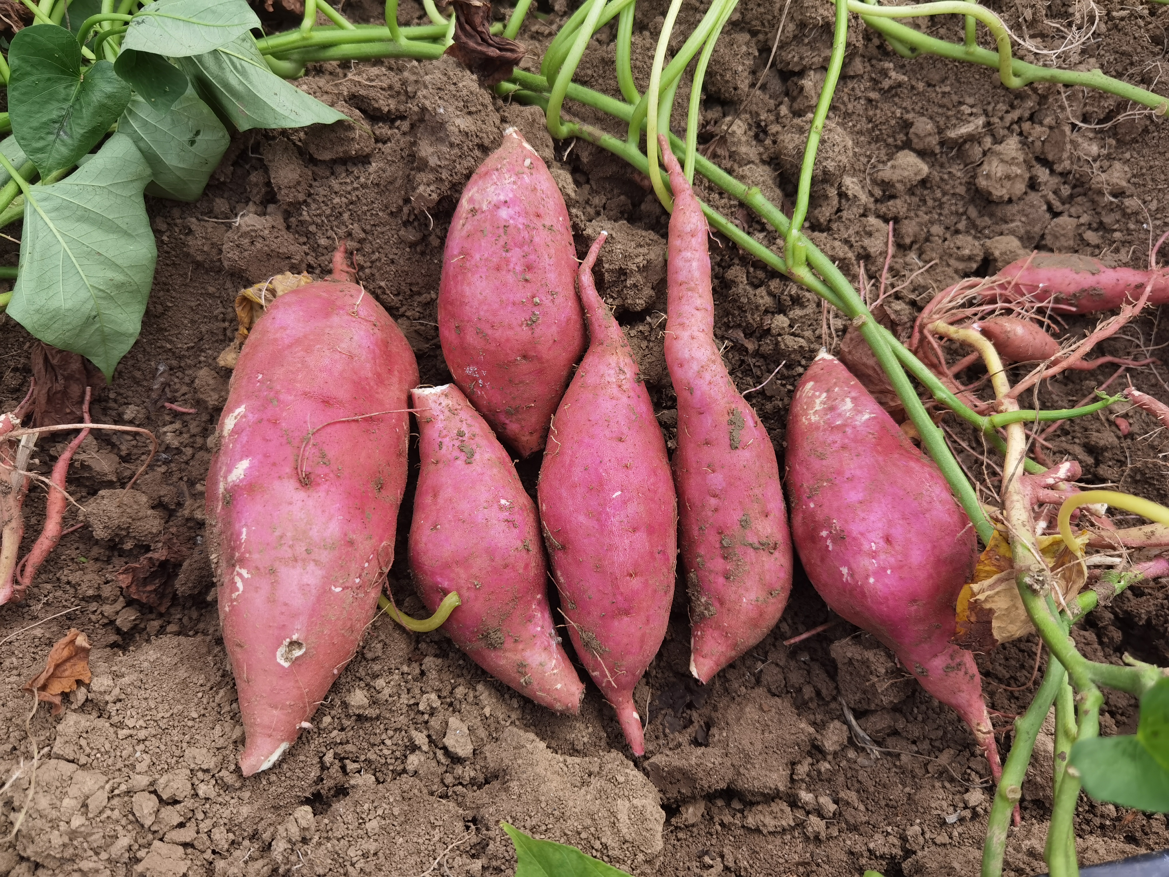 展示薯藤梗在清水中清洗、择去老叶和粗茎的过程,背景为厨房操作台 薯藤梗清洗与择选过程