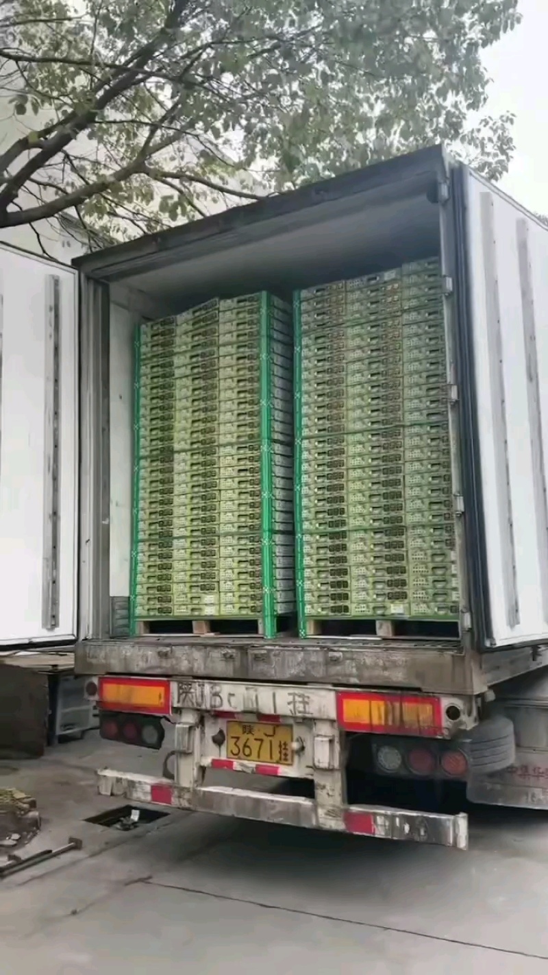 全品类猕猴桃正在发货