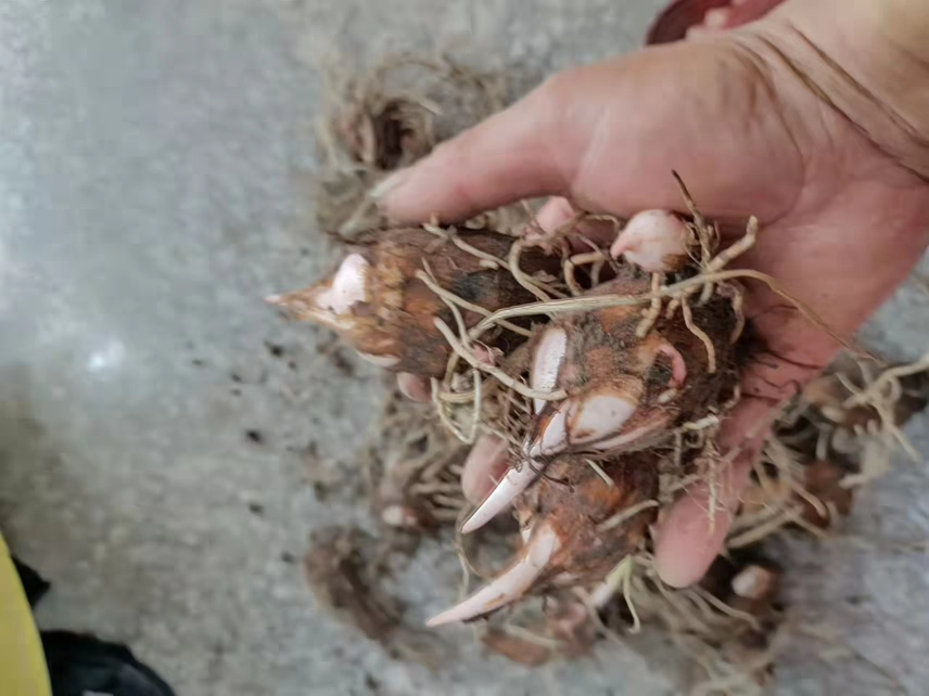芋头种切开操作步骤图