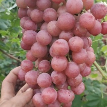 红提