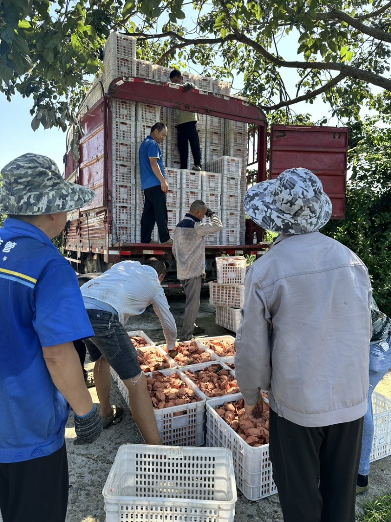 四川蒲江红心猕猴桃可一件代发产地直供商超市场电商团购