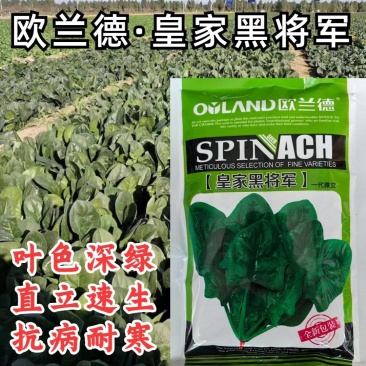 **黑将军菠菜种子黑圆叶红根菠菜春秋播耐寒越冬蔬菜种子籽