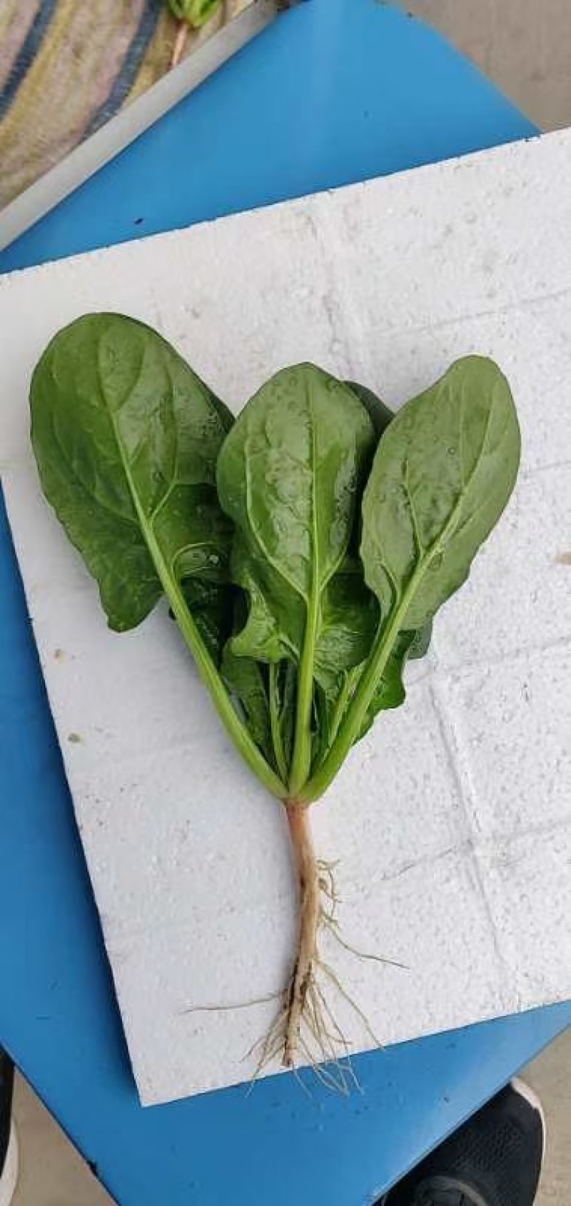 **黑将军菠菜种子黑圆叶红根菠菜春秋播耐寒越冬蔬菜种子籽