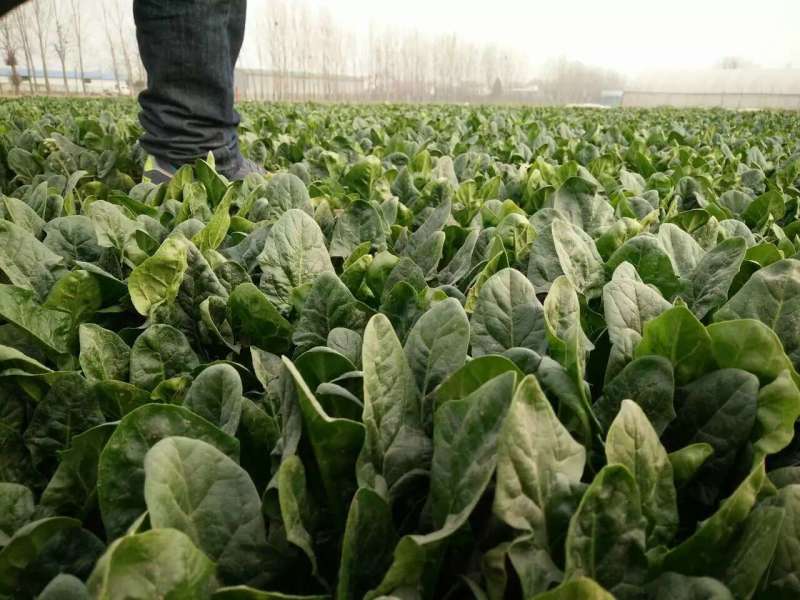 **黑将军菠菜种子黑圆叶红根菠菜春秋播耐寒越冬蔬菜种子籽