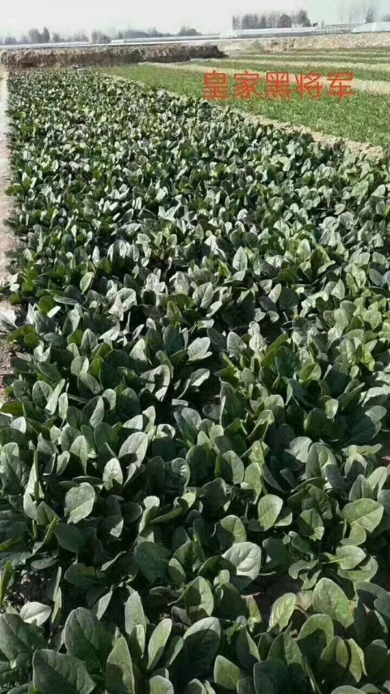 **黑将军菠菜种子黑圆叶红根菠菜春秋播耐寒越冬蔬菜种子籽