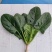 **黑将军菠菜种子黑圆叶红根菠菜春秋播耐寒越冬蔬菜种子籽