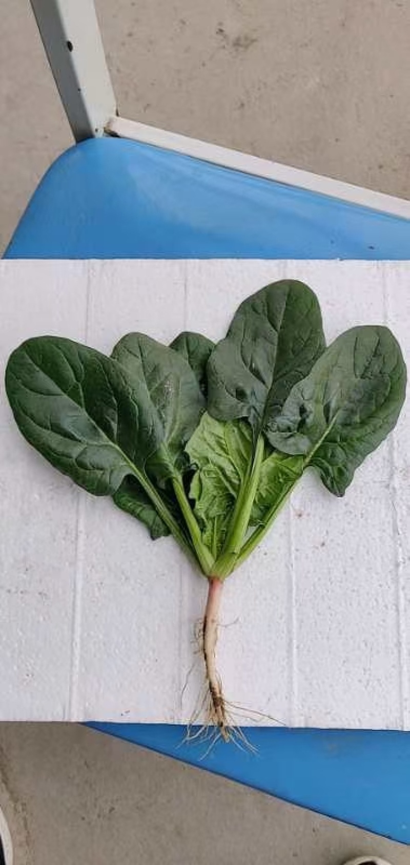 **黑将军菠菜种子黑圆叶红根菠菜春秋播耐寒越冬蔬菜种子籽