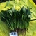 **黑将军菠菜种子黑圆叶红根菠菜春秋播耐寒越冬蔬菜种子籽
