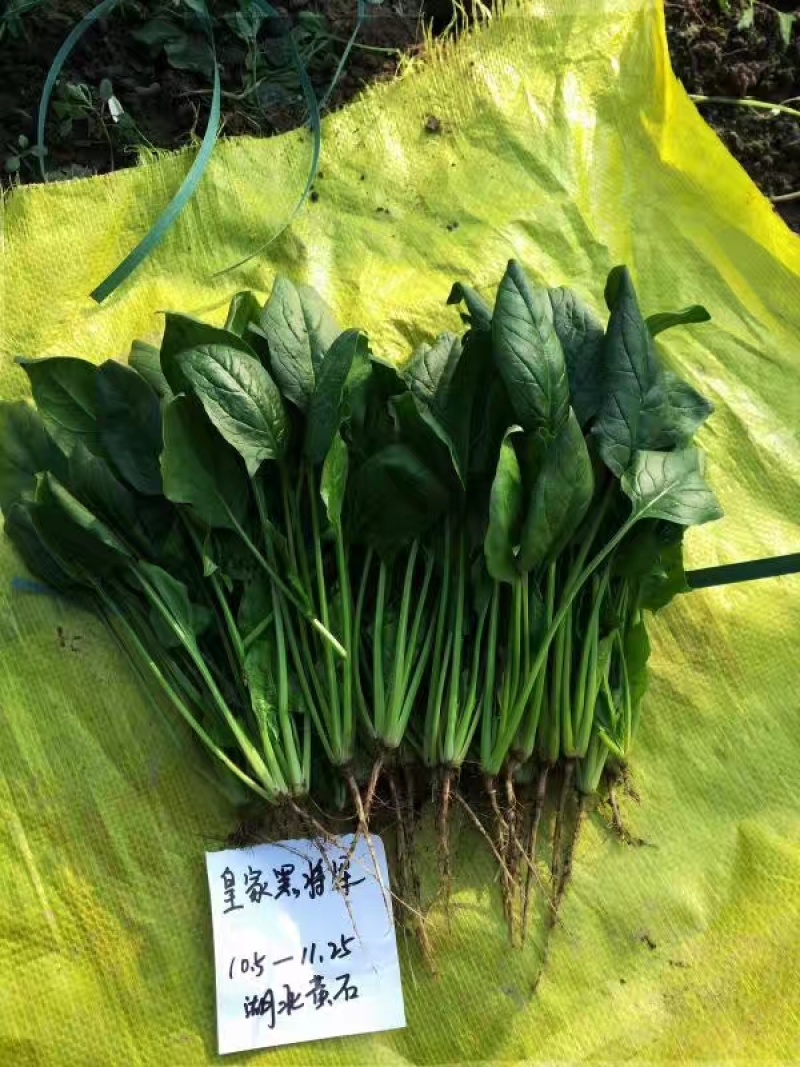 **黑将军菠菜种子黑圆叶红根菠菜春秋播耐寒越冬蔬菜种子籽