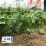 **黑将军菠菜种子黑圆叶红根菠菜春秋播耐寒越冬蔬菜种子籽