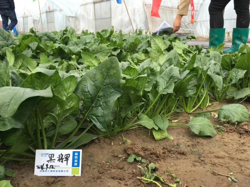 **黑将军菠菜种子黑圆叶红根菠菜春秋播耐寒越冬蔬菜种子籽