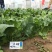 **黑将军菠菜种子黑圆叶红根菠菜春秋播耐寒越冬蔬菜种子籽