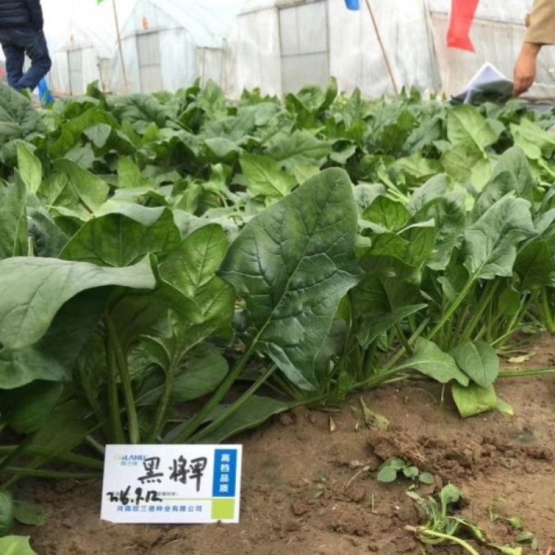 **黑将军菠菜种子黑圆叶红根菠菜春秋播耐寒越冬蔬菜种子籽