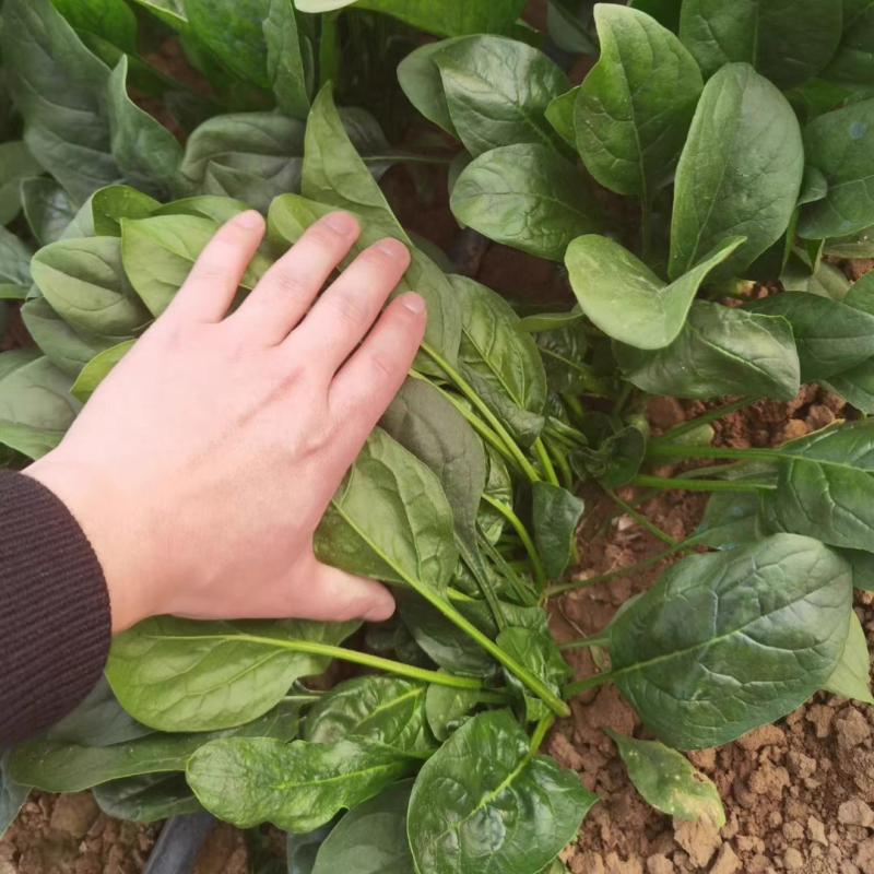 **黑将军菠菜种子黑圆叶红根菠菜春秋播耐寒越冬蔬菜种子籽