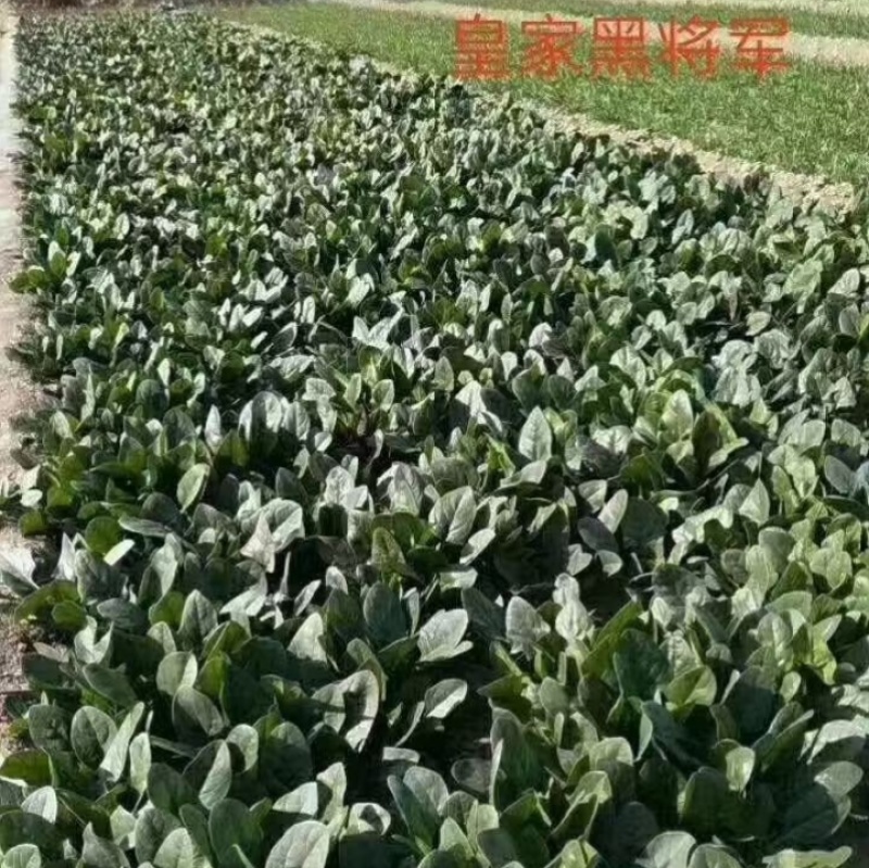 **黑将军菠菜种子黑圆叶红根菠菜春秋播耐寒越冬蔬菜种子籽