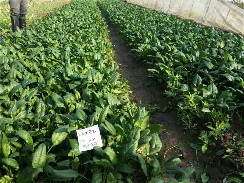 **黑将军菠菜种子黑圆叶红根菠菜春秋播耐寒越冬蔬菜种子籽