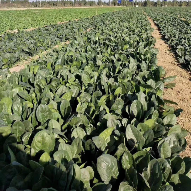 **黑将军菠菜种子黑圆叶红根菠菜春秋播耐寒越冬蔬菜种子籽
