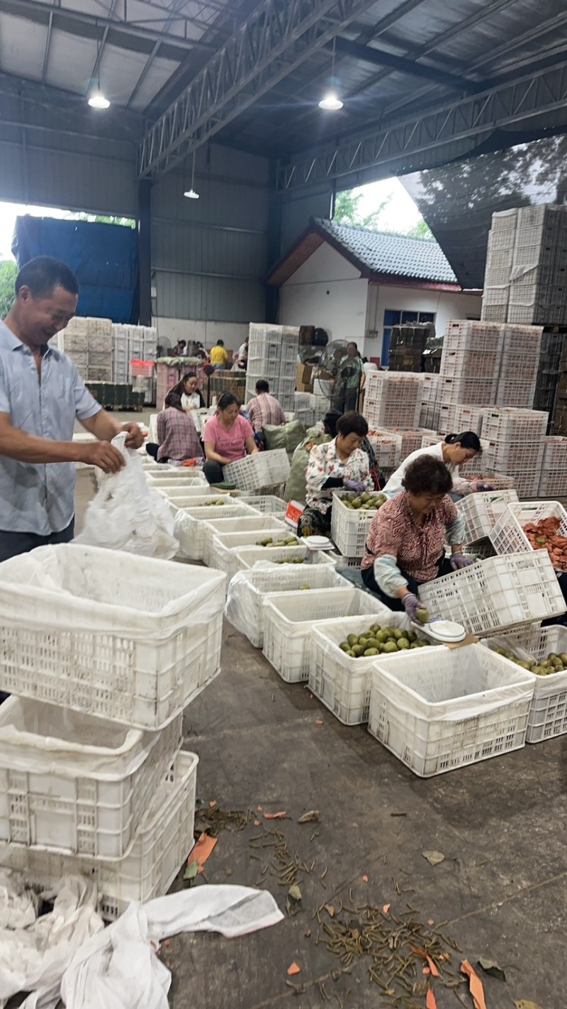 蒲江红心猕猴桃精品套袋果一手货源对接市场商超电商团购