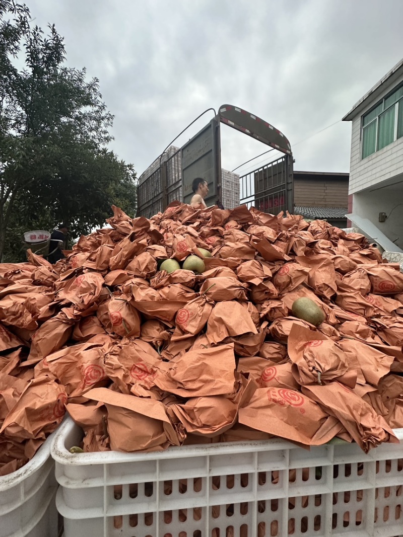 蒲江红心猕猴桃精品套袋果一手货源对接市场商超电商团购