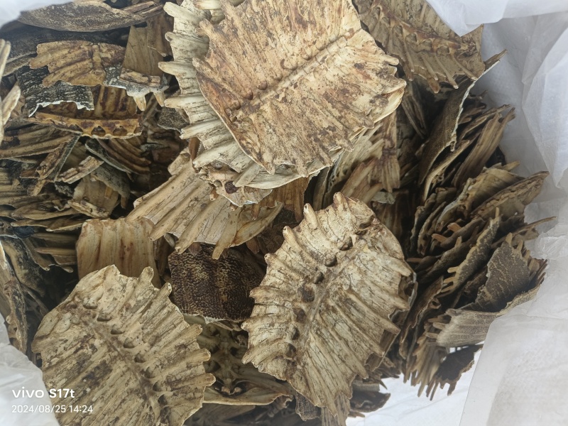 鳖甲，生鳖甲，炒鳖甲，各种规格，干净无肉