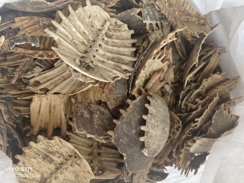 鳖甲，生鳖甲，炒鳖甲，各种规格，干净无肉