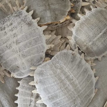 鳖甲，生鳖甲，炒鳖甲，各种规格，干净无肉