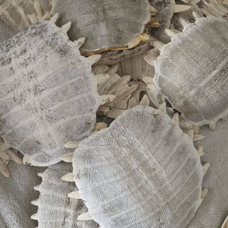 鳖甲，生鳖甲，炒鳖甲，各种规格，干净无肉