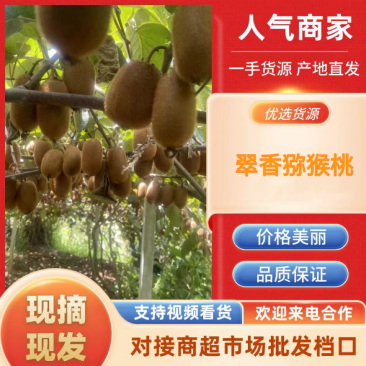陕西猕猴桃，长期供应大中小果，物美价廉，质量保证