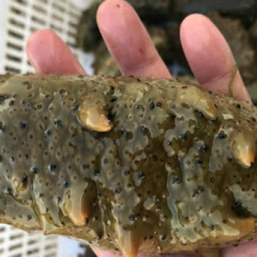 即食海参品质好价格实惠保质保量供货发货全国