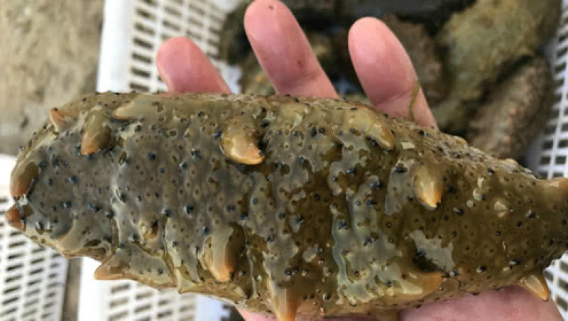 即食海参品质好价格实惠保质保量供货发货全国