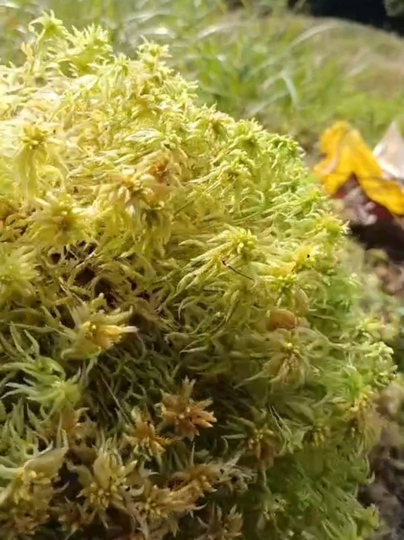 水苔