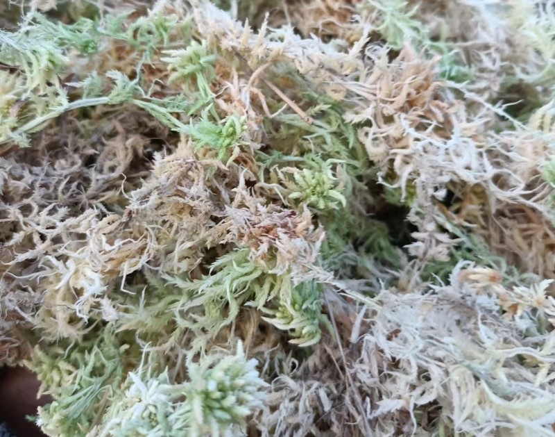 水苔