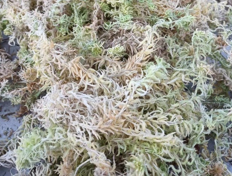 水苔