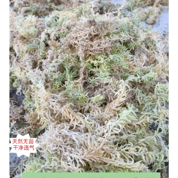 水苔