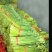 精品韭菜苔
