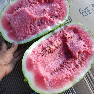 宁夏中卫石头硒砂瓜