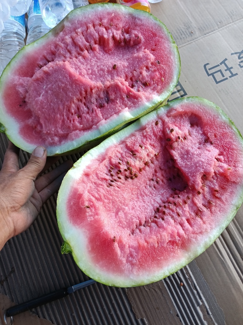 宁夏中卫石头硒砂瓜