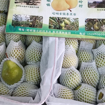 甘肃平凉崆峒区香蕉梨