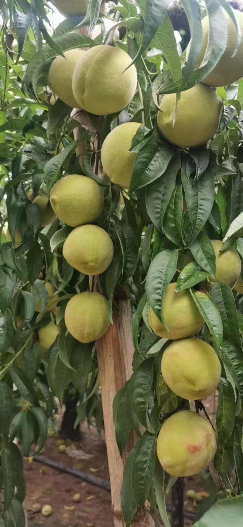 青桃